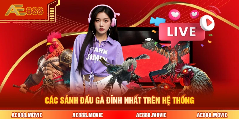 Các sảnh đấu gà đỉnh nhất trên hệ thống