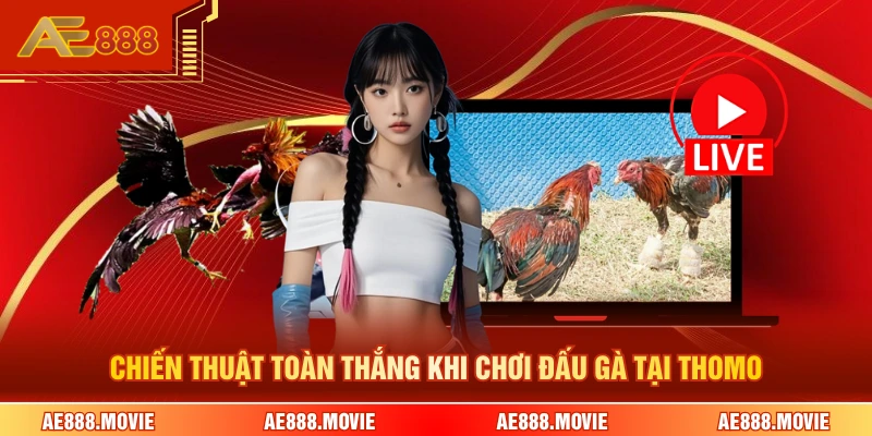 Chiến thuật toàn thắng khi chơi đấu gà tại Thomo